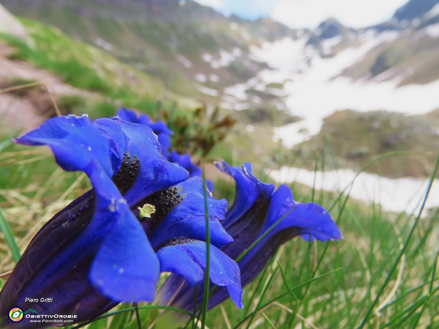 32 Gentiana acaulis (Genziana di Koch).JPG